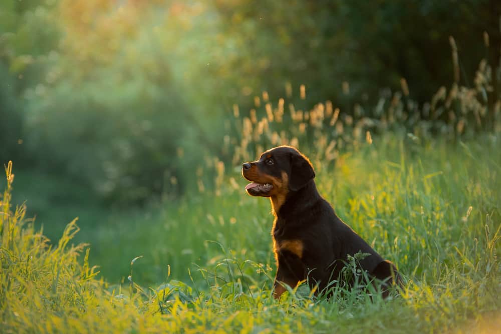 rottweiler puppy in a field