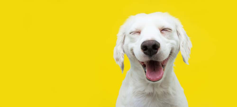 169 Dog Names That Start With G Petmag