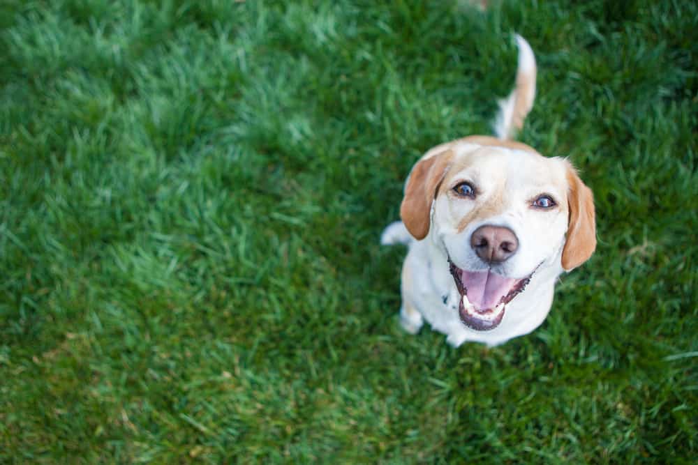 a smiling yellow lab sits looking up at the camera