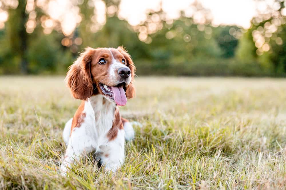 a welsh springer spaniel lays in the grass with its tongue out