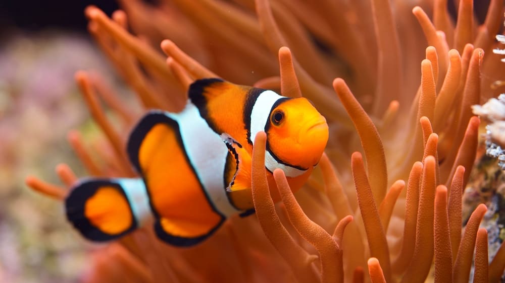 clownfish in an anemone