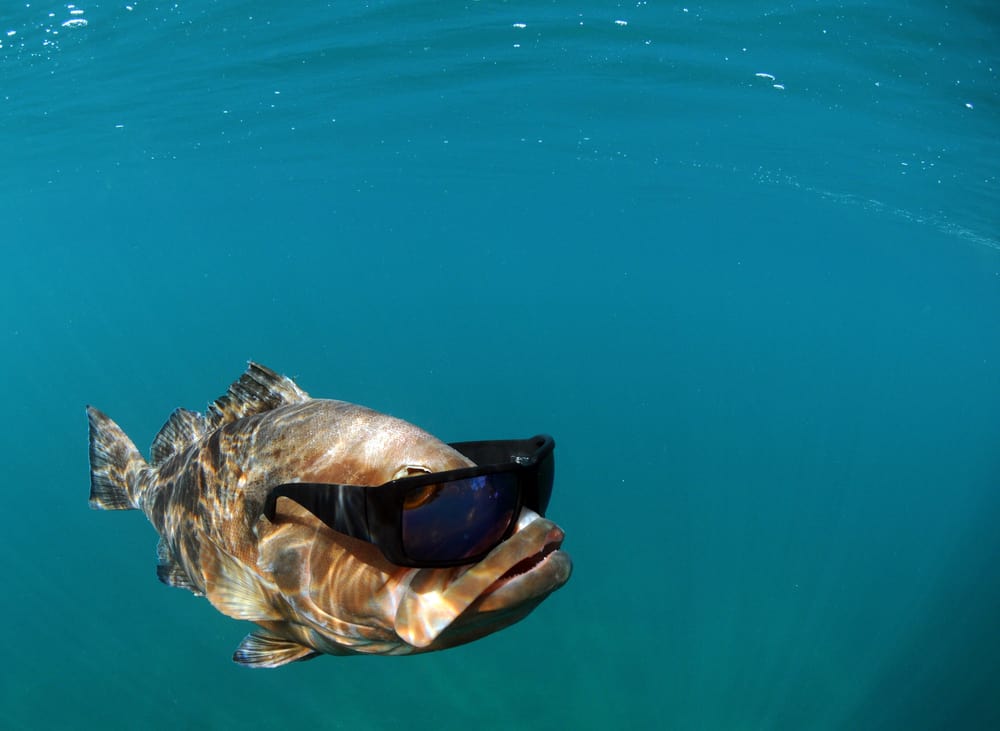 fish in water wearing sunglasses