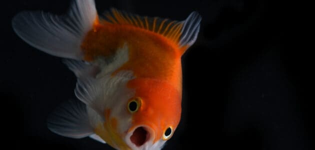 200+ Funny Fish Names for Your Fintastic Companion