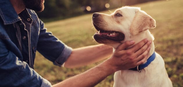 154 Totally Neat Dog Names That Start With N - PetMag