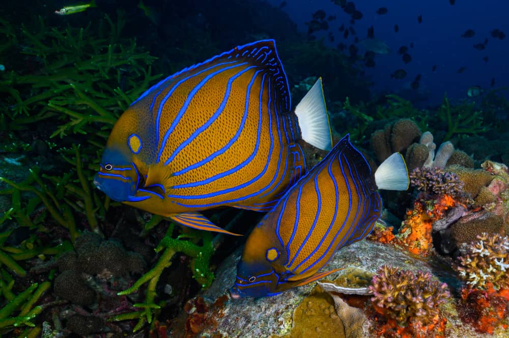 pair of angel fish