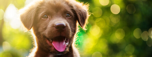 151 Dog Names That Start With I for Your Irresistible Puppy