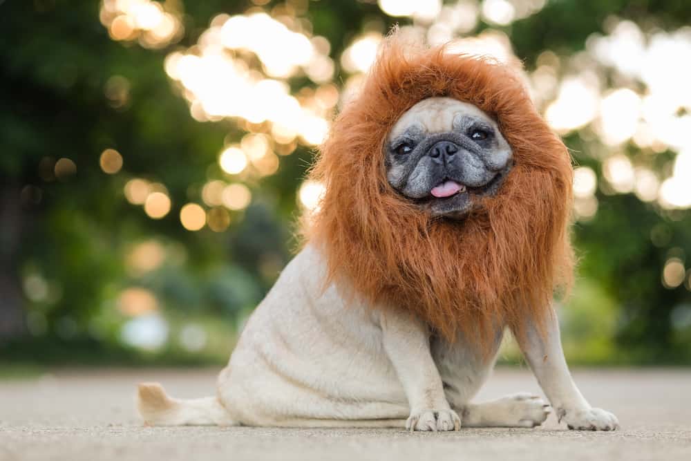 Pug wearing lion mane