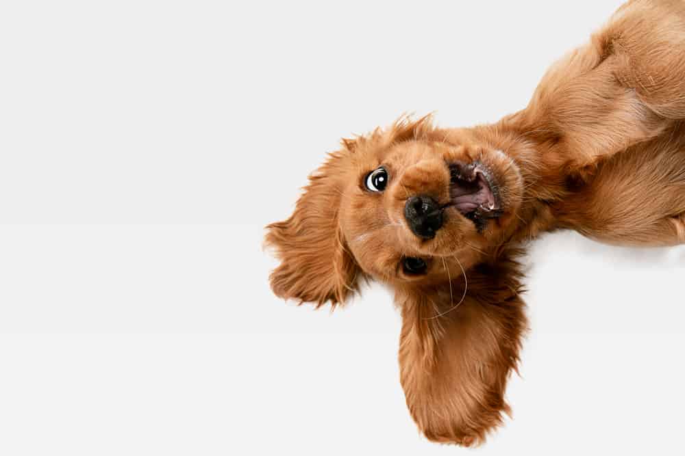 Sideways cocker Spaniel with silly look on its face