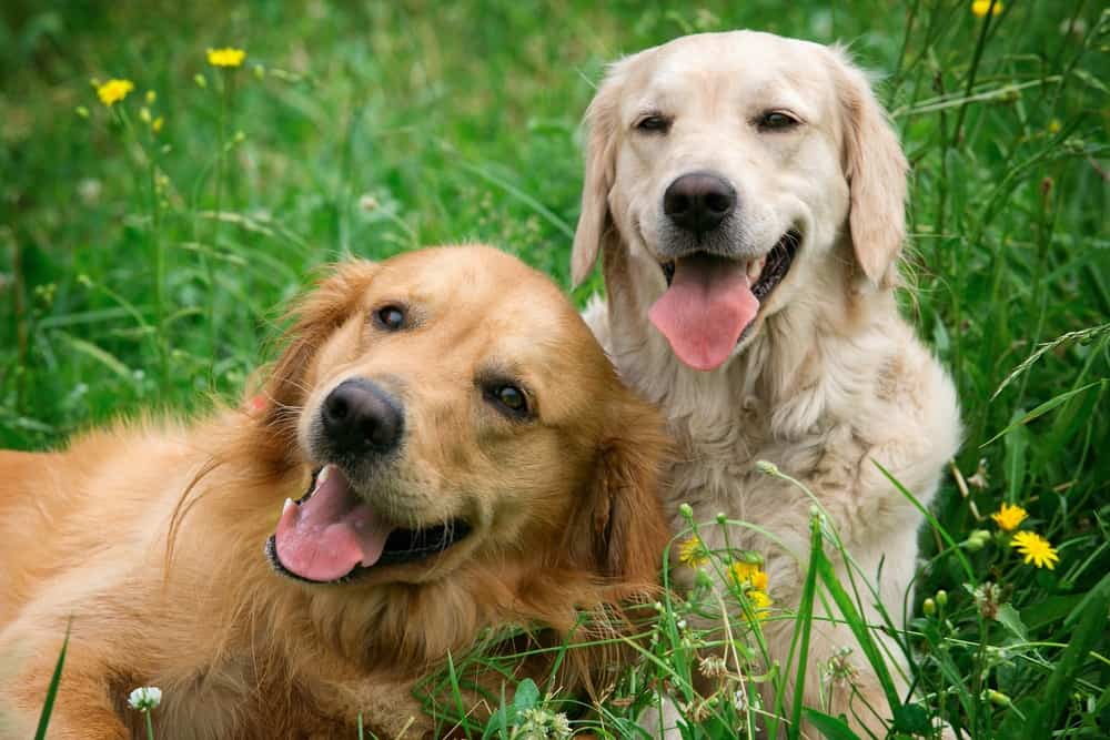 two golden retrievers lying together in tall grass