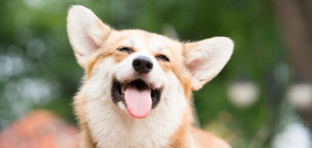 170 Dog Names That Start With H for Heckin Cute Pups!