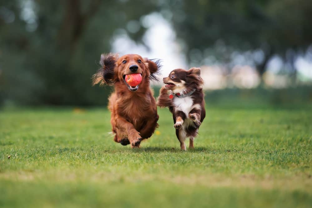 Dachshund holding an apple and Chihuahua run outside together