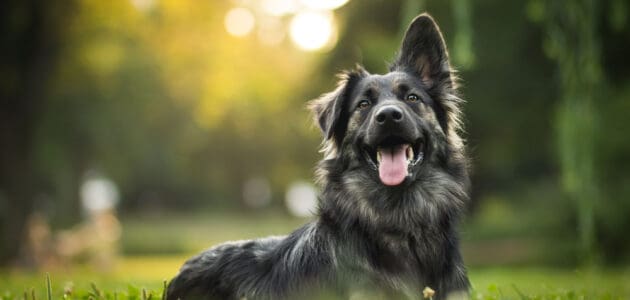 100 Outstanding Dog Names That Start With O