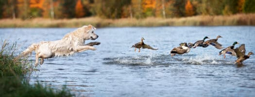 Best Names for Hunting Dogs