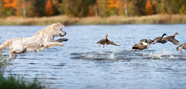 Best Names for Hunting Dogs