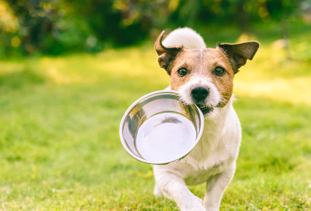 Jack Russel terrier fetching a metal bowl in a field