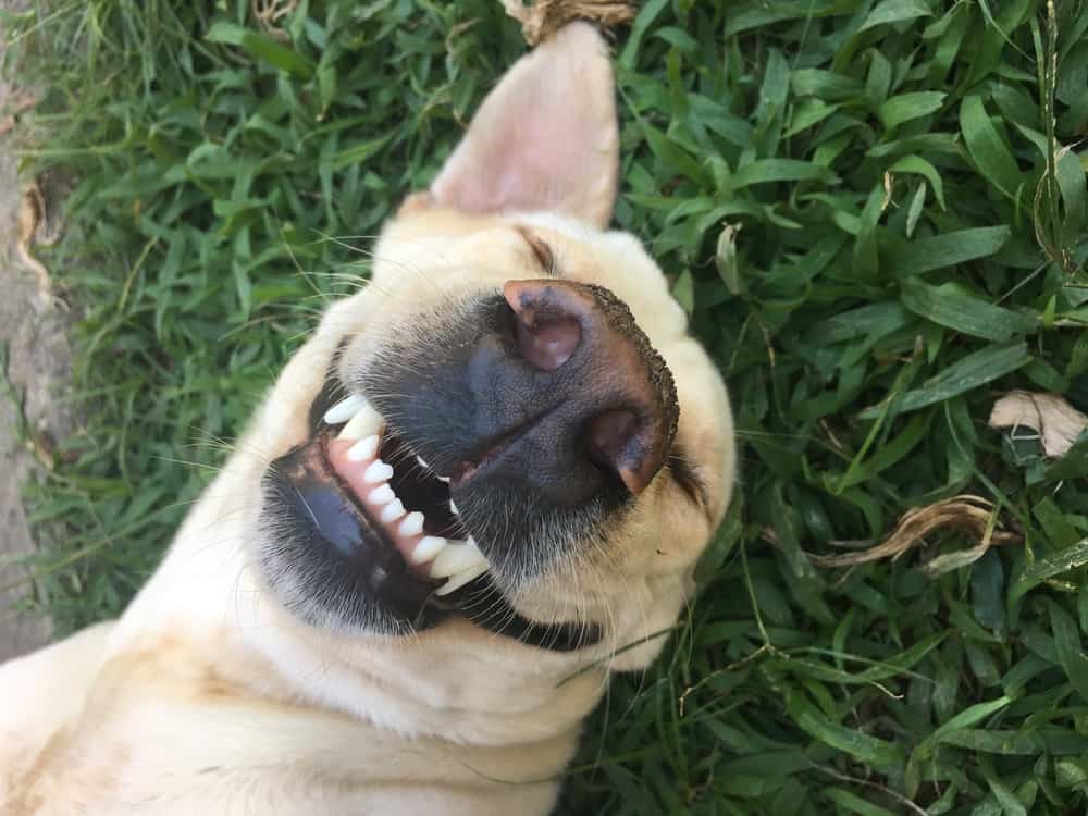 Yellow lab upside down, rolling in the grass