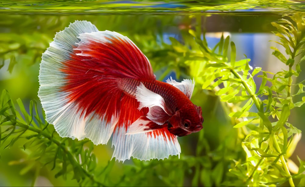 exotic red fish in tank