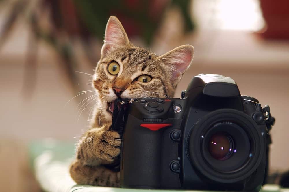 grey cat biting a camera