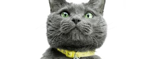 Exploring the World Through Your Cat’s Eyes: The Cat Collar Camera Revolution