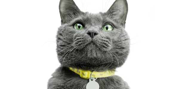Exploring the World Through Your Cat’s Eyes: The Cat Collar Camera Revolution
