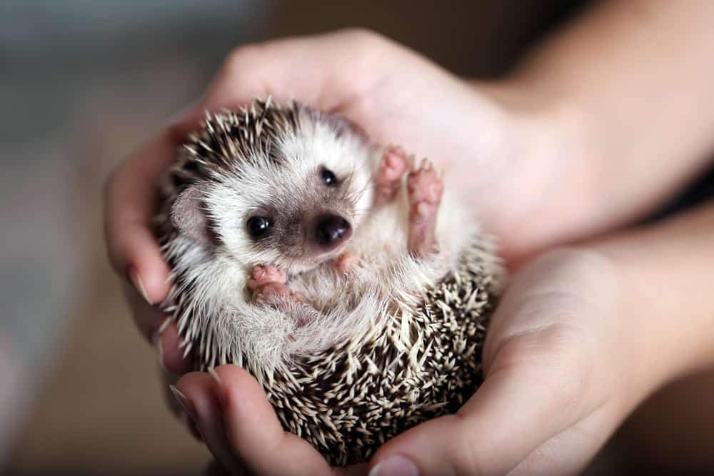 hedgehog held in human hands