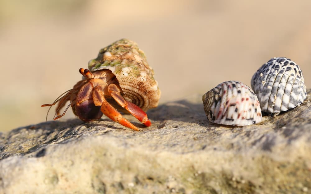 hermit crab near two empty shells