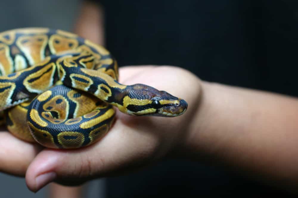 pet ball python in human hands