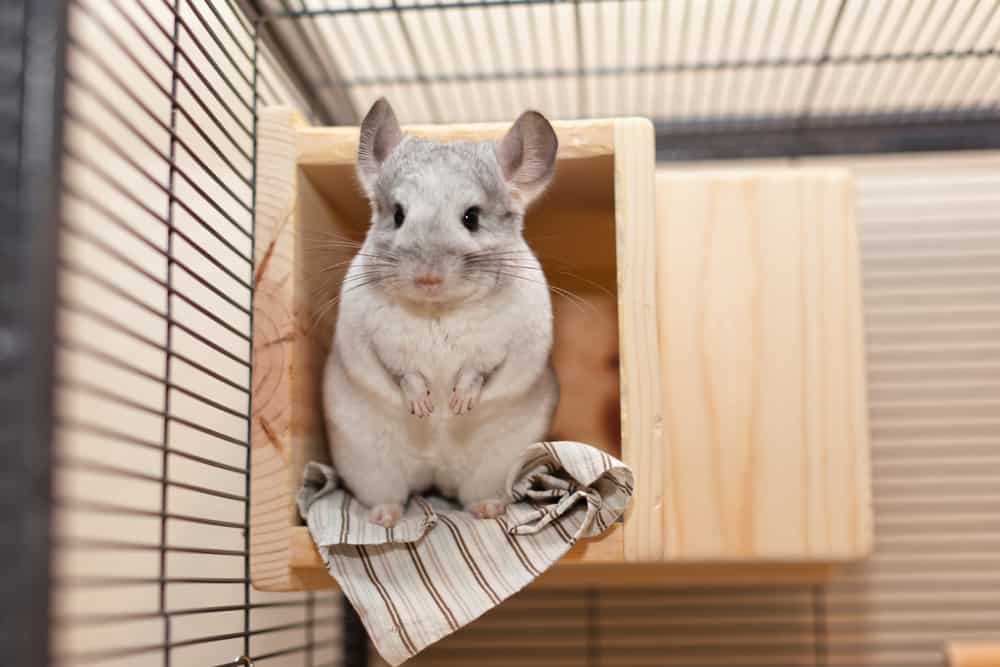 pet chinchilla standing in cage