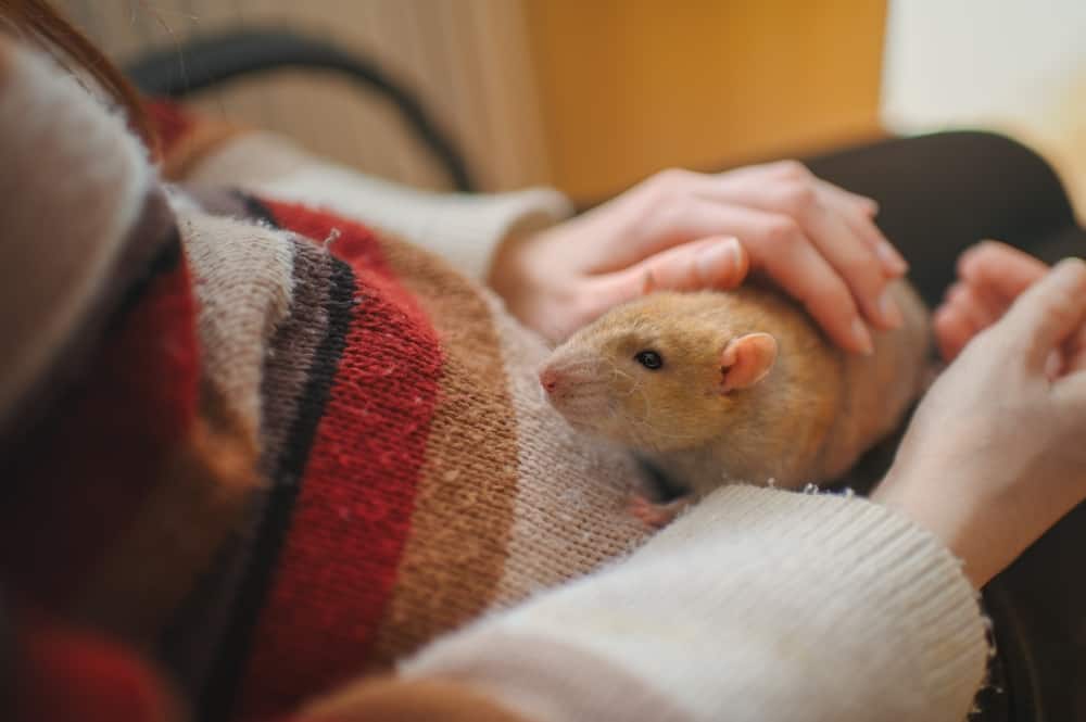 pet rat sitting on lap