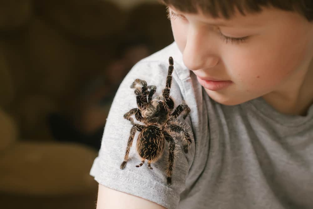 pet tarantula climbing up child