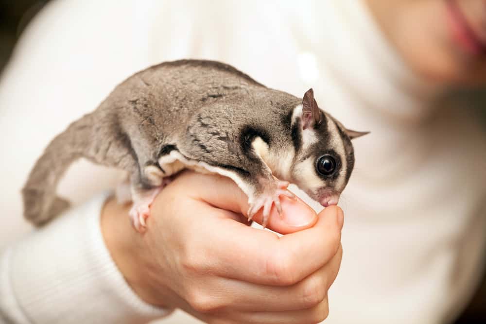 sugar glider on human hand