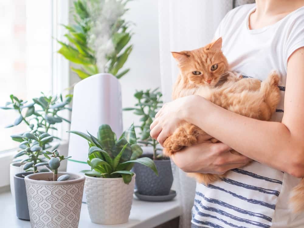 woman holding ginger cat near humidifier